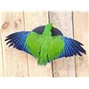 Image 2 : Male Eclectus Parrot In Flight Bird Taxidermy