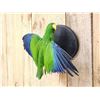 Image 3 : Male Eclectus Parrot In Flight Bird Taxidermy