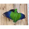 Image 4 : Male Eclectus Parrot In Flight Bird Taxidermy