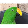 Image 5 : Male Eclectus Parrot In Flight Bird Taxidermy