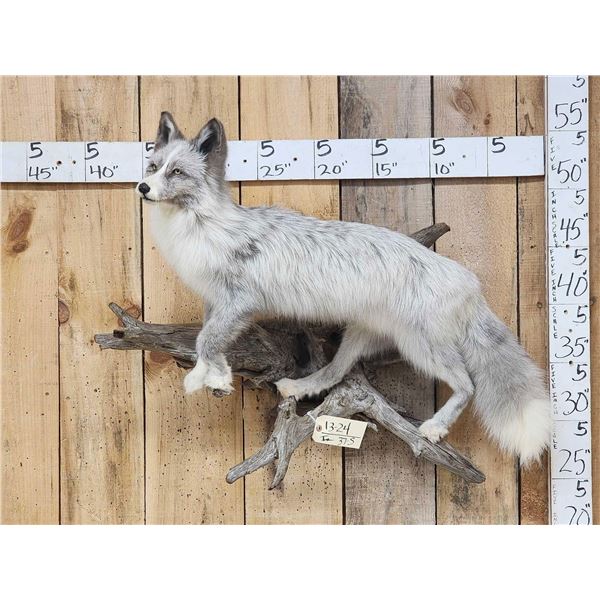 Silver Marble Ranch Fox Full Body Taxidermy Mount