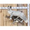 Image 1 : Silver Marble Ranch Fox Full Body Taxidermy Mount