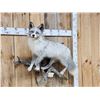 Image 2 : Silver Marble Ranch Fox Full Body Taxidermy Mount