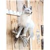 Image 3 : Silver Marble Ranch Fox Full Body Taxidermy Mount