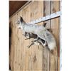 Image 4 : Silver Marble Ranch Fox Full Body Taxidermy Mount