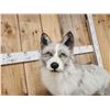 Image 5 : Silver Marble Ranch Fox Full Body Taxidermy Mount