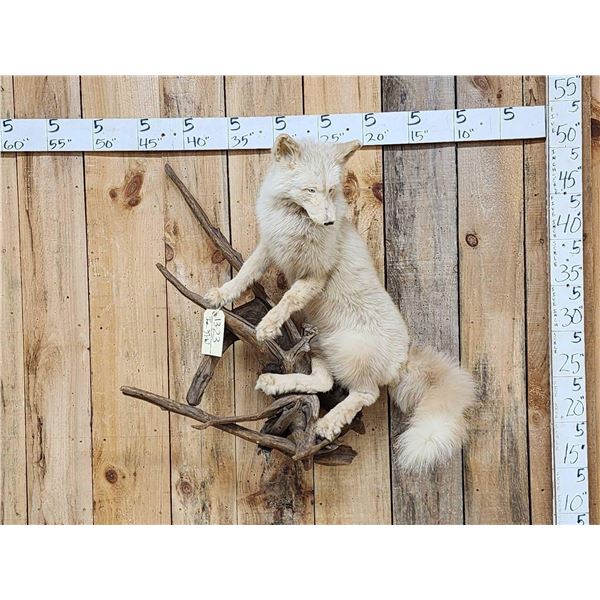 Champagne Ranch Fox Full Body Taxidermy Mount