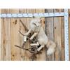 Image 1 : Champagne Ranch Fox Full Body Taxidermy Mount