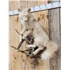 Image 2 : Champagne Ranch Fox Full Body Taxidermy Mount