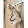 Image 3 : Champagne Ranch Fox Full Body Taxidermy Mount