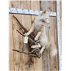 Image 4 : Champagne Ranch Fox Full Body Taxidermy Mount