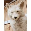 Image 5 : Champagne Ranch Fox Full Body Taxidermy Mount