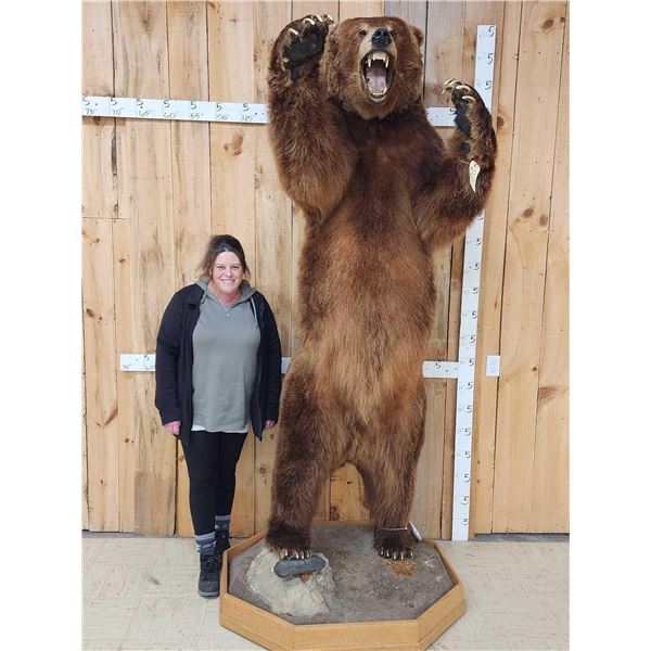 Big Russian Brown Bear Full Body Taxidermy Mount