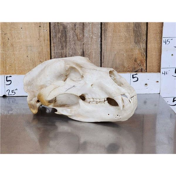 BIG Russian Brown Bear Skull Taxidermy