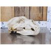 Image 1 : BIG Russian Brown Bear Skull Taxidermy