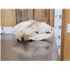Image 2 : BIG Russian Brown Bear Skull Taxidermy