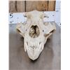 Image 3 : BIG Russian Brown Bear Skull Taxidermy