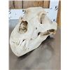 Image 4 : BIG Russian Brown Bear Skull Taxidermy