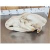 Image 5 : BIG Russian Brown Bear Skull Taxidermy
