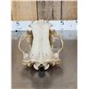 Image 6 : BIG Russian Brown Bear Skull Taxidermy