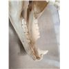 Image 7 : BIG Russian Brown Bear Skull Taxidermy