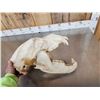 Image 8 : BIG Russian Brown Bear Skull Taxidermy