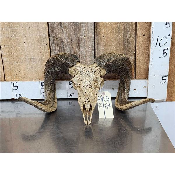Spectacular Hand Carved Ram Sheep Skull Taxidermy