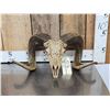 Image 1 : Spectacular Hand Carved Ram Sheep Skull Taxidermy