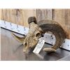 Image 2 : Spectacular Hand Carved Ram Sheep Skull Taxidermy