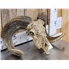 Image 3 : Spectacular Hand Carved Ram Sheep Skull Taxidermy