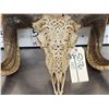 Image 4 : Spectacular Hand Carved Ram Sheep Skull Taxidermy