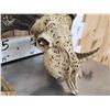 Image 5 : Spectacular Hand Carved Ram Sheep Skull Taxidermy