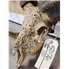 Image 6 : Spectacular Hand Carved Ram Sheep Skull Taxidermy