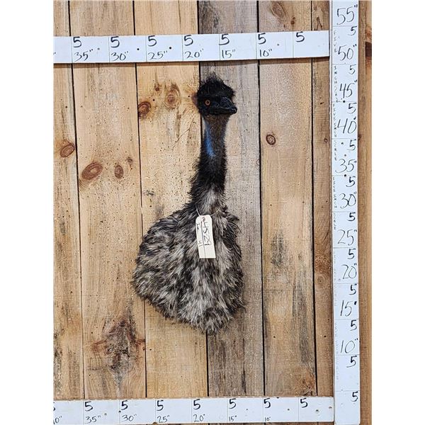 Emu Shoulder Mount Bird Taxidermy