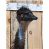 Image 2 : Emu Shoulder Mount Bird Taxidermy