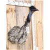 Image 3 : Emu Shoulder Mount Bird Taxidermy