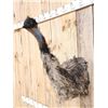 Image 4 : Emu Shoulder Mount Bird Taxidermy