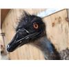 Image 5 : Emu Shoulder Mount Bird Taxidermy