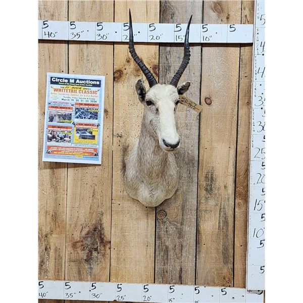 African Roan Blesbok Shoulder Mount Taxidermy