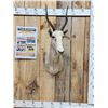 Image 1 : African Roan Blesbok Shoulder Mount Taxidermy