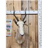 Image 2 : African Roan Blesbok Shoulder Mount Taxidermy