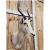 Image 3 : African Roan Blesbok Shoulder Mount Taxidermy
