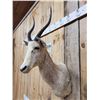 Image 4 : African Roan Blesbok Shoulder Mount Taxidermy