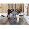 Image 1 : Spectacular Hand Carved Ram Sheep Skull Taxidermy