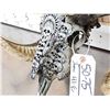 Image 8 : Spectacular Hand Carved Ram Sheep Skull Taxidermy