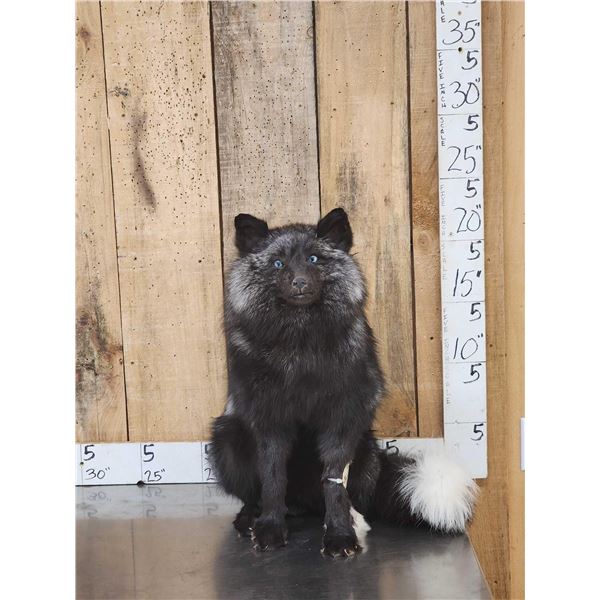 Silver Fox Full Body Taxidermy Mount