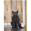 Image 1 : Silver Fox Full Body Taxidermy Mount