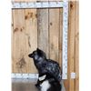 Image 3 : Silver Fox Full Body Taxidermy Mount
