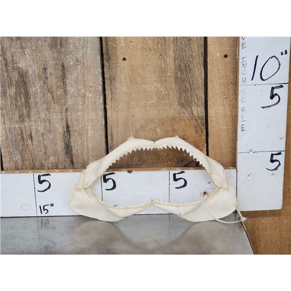Mako Shark Jaws Taxidermy