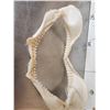 Image 4 : Mako Shark Jaws Taxidermy